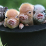 2019 год какого животного