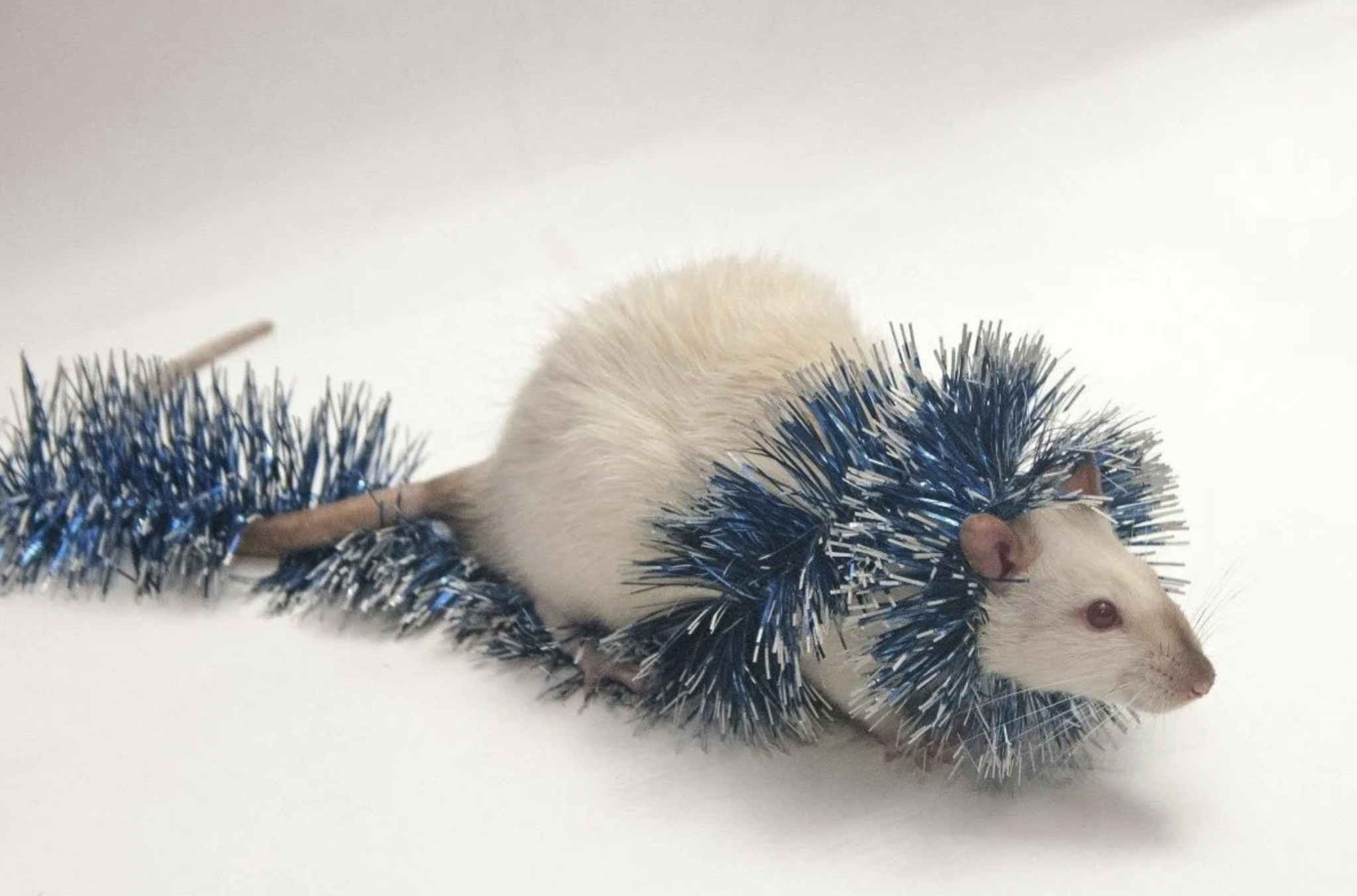 2020 год кого